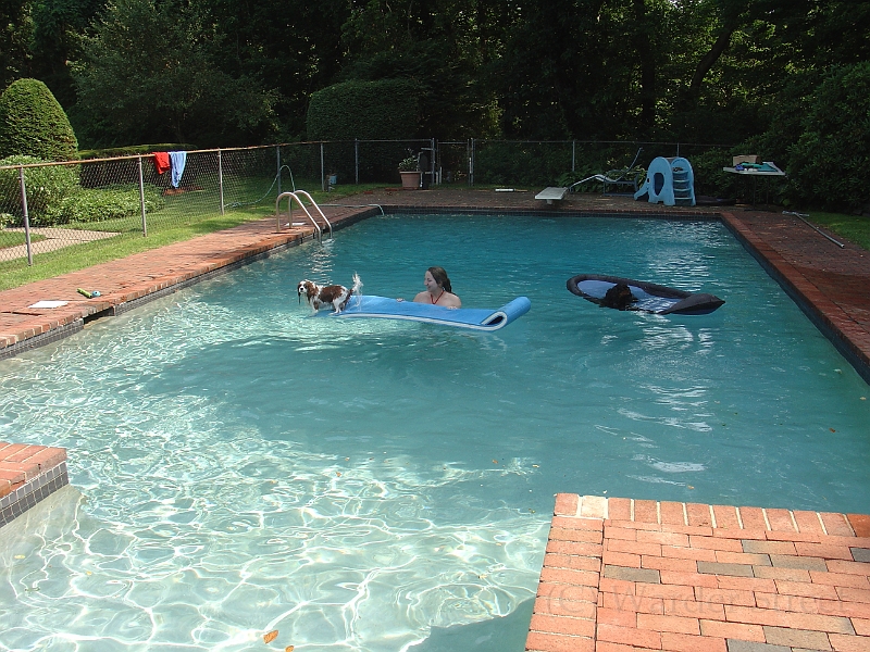 Sampson and Delilah Swimming 002.jpg